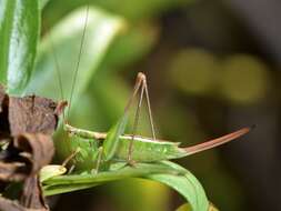 صورة Conocephalus (Anisoptera) bilineatus (Erichson 1842)