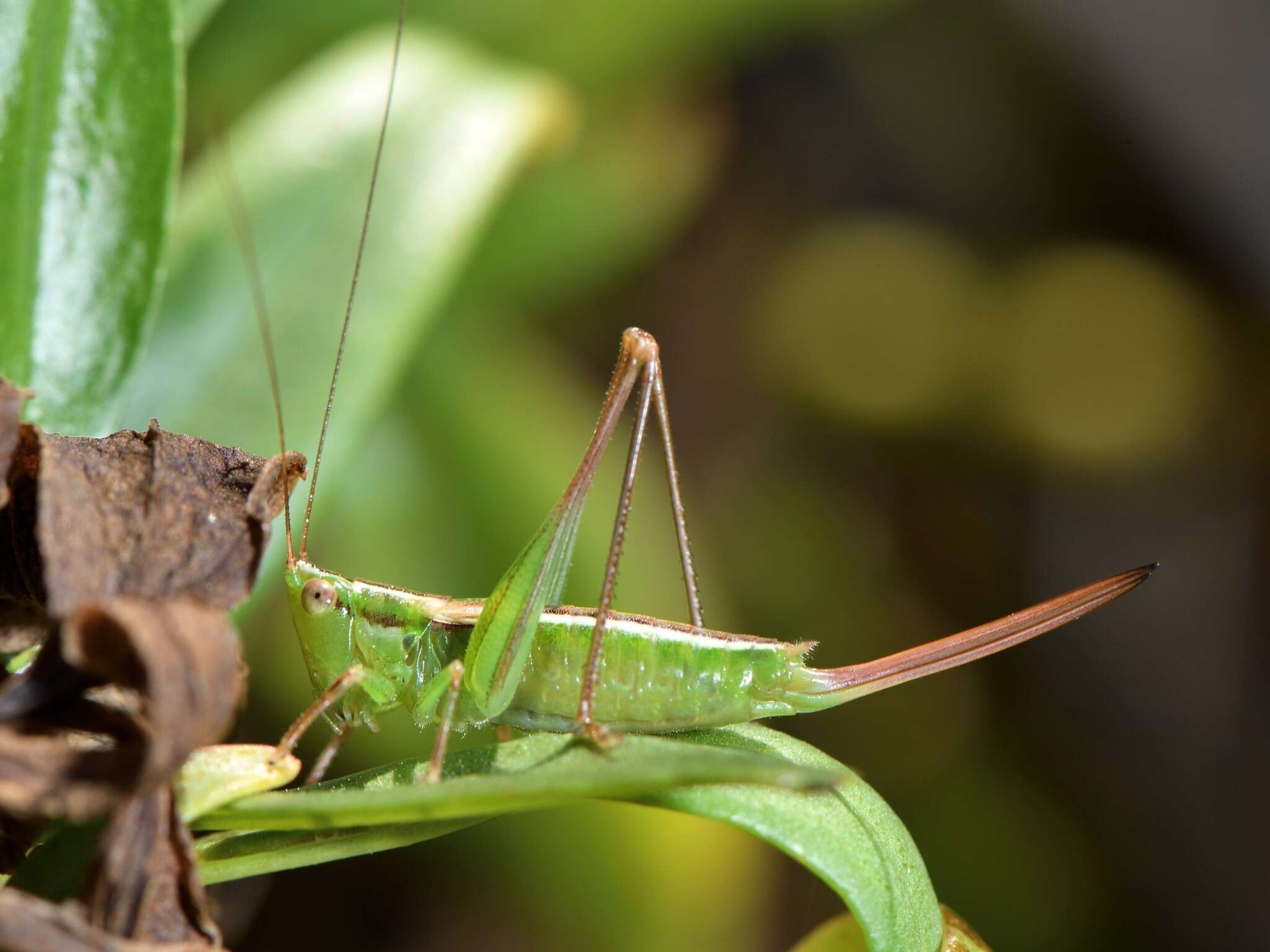 صورة Conocephalus (Anisoptera) bilineatus (Erichson 1842)