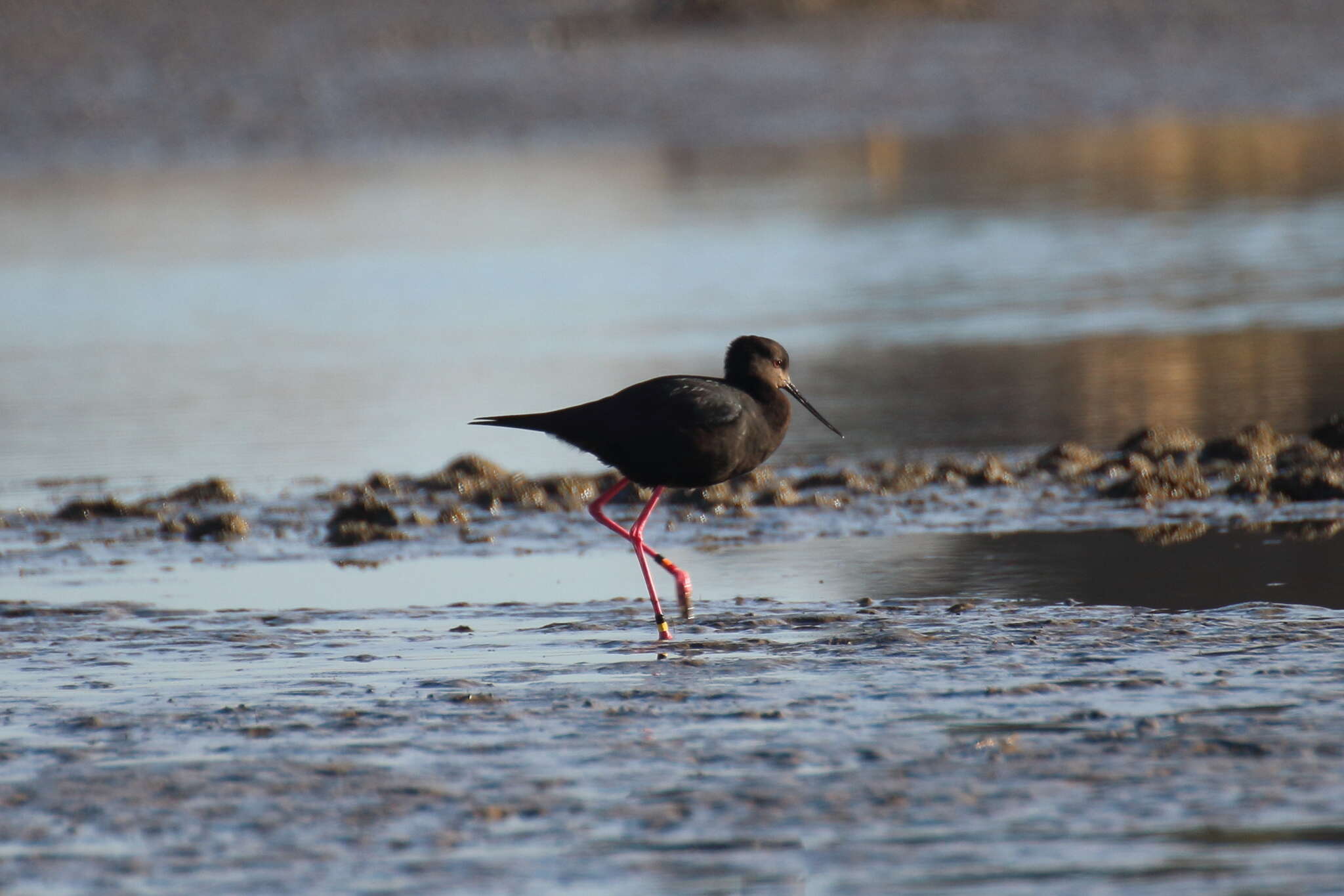 Image of Black Stilt