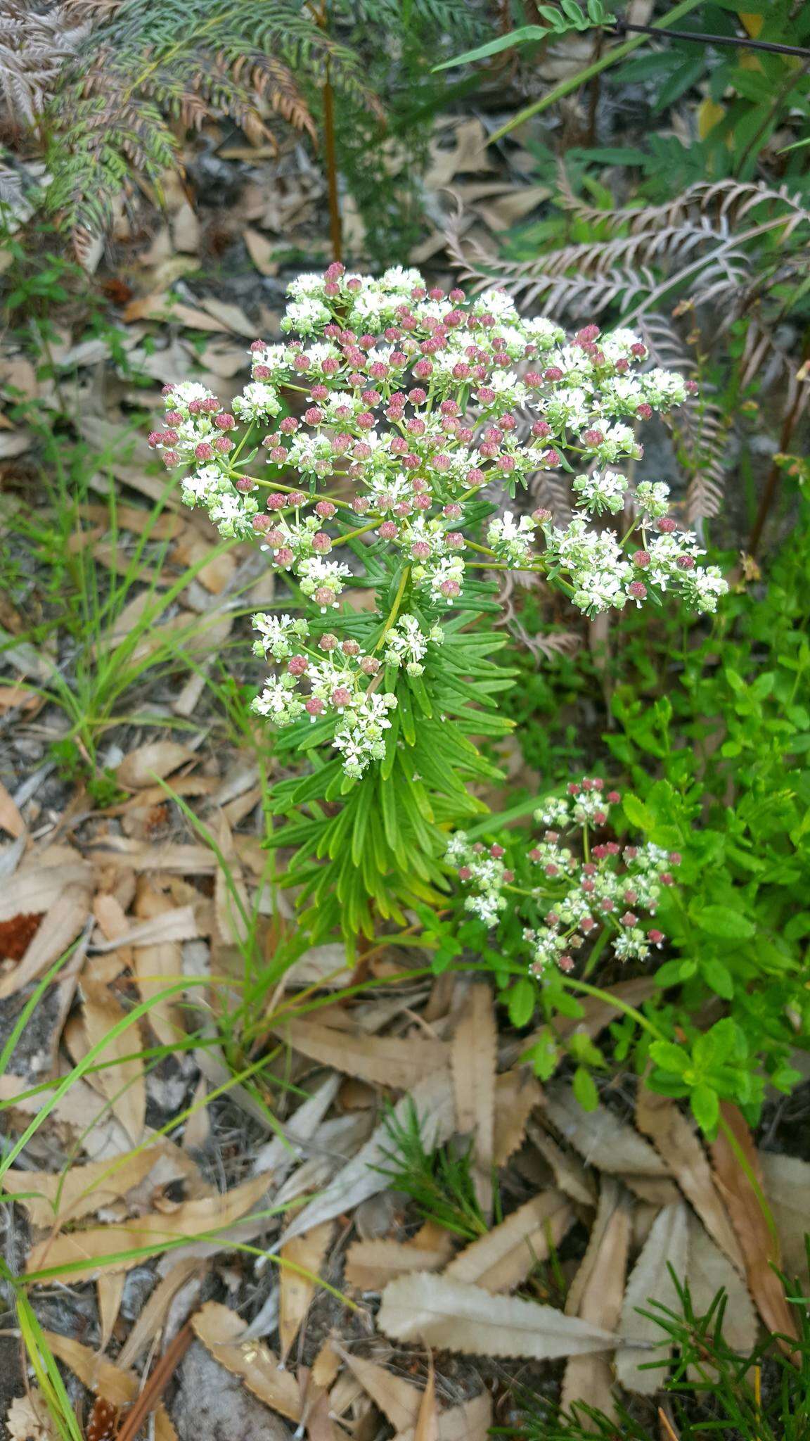 Image of Poranthera corymbosa Brongn.