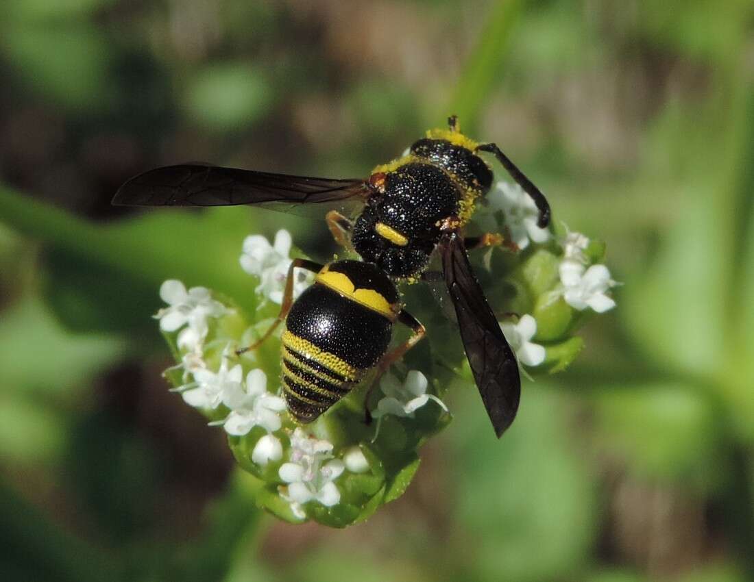 Euodynerus foraminatus (de Saussure 1853)的圖片