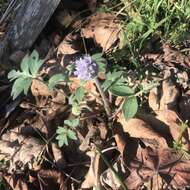 Image of Thompson's waterleaf