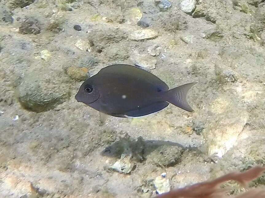 Image of Blackspot Surgeonfish