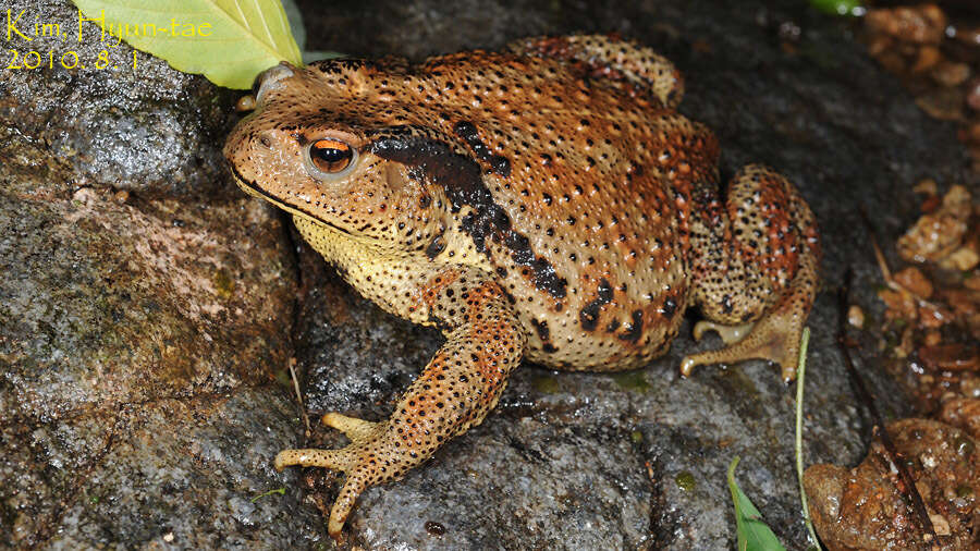 Image de Bufo gargarizans Cantor 1842