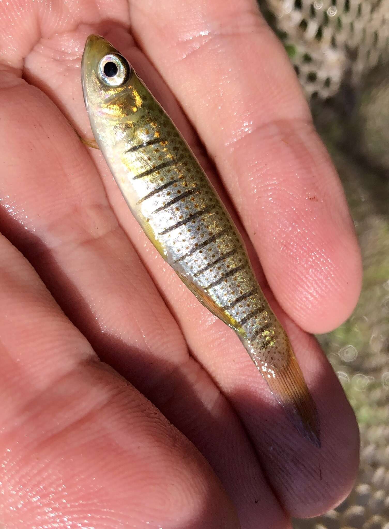 Image of Bayou Topminnow