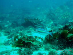 Image of Blue-faced whiptail