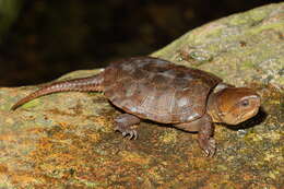 Image of Big-headed Turtle