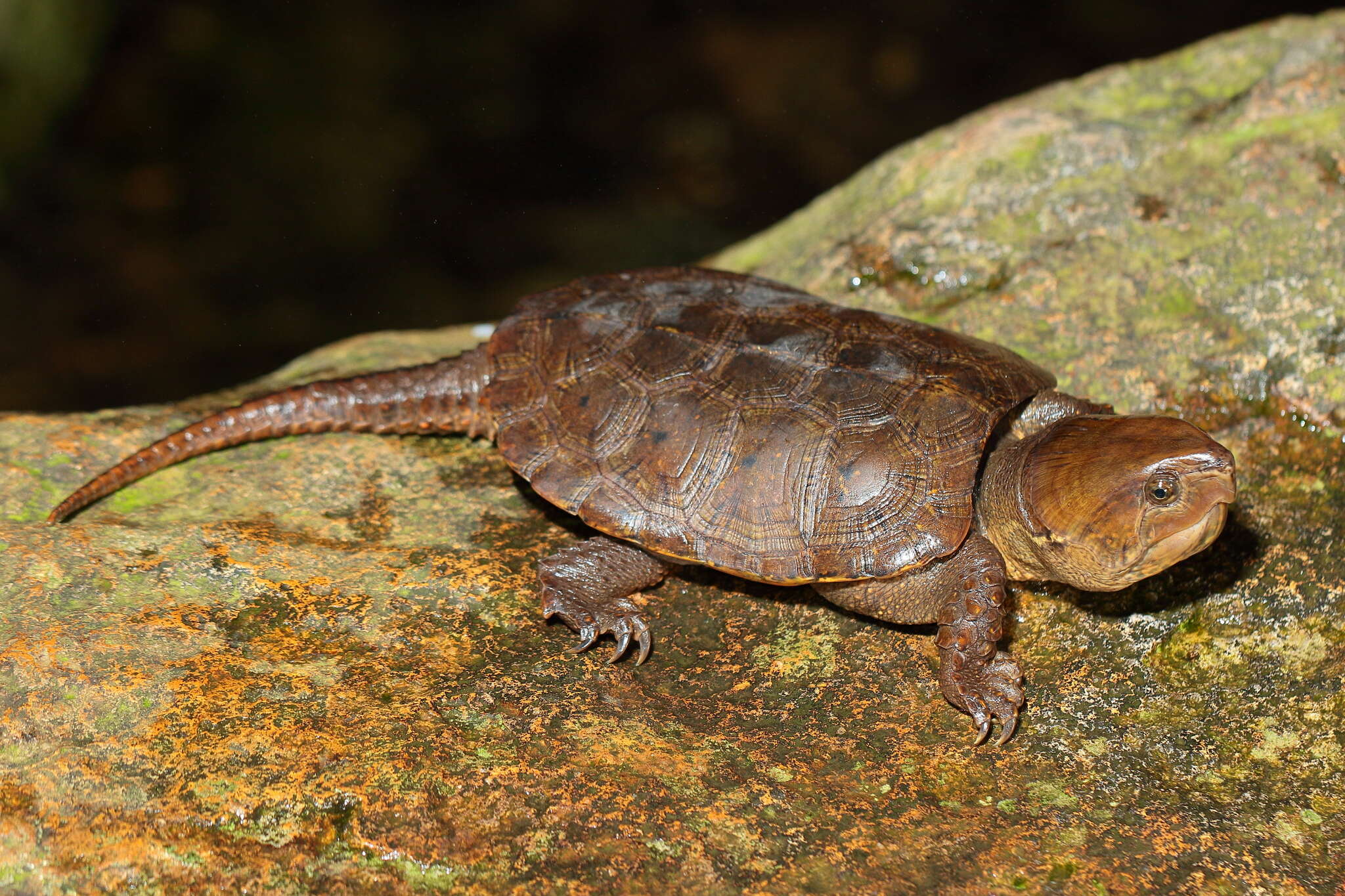 Image of Big-headed Turtle