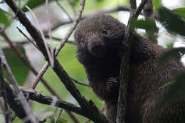 Image of Bristle-spined Porcupine