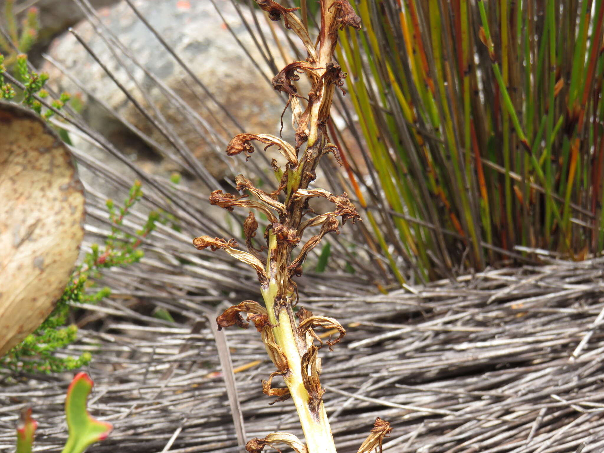 Imagem de Satyrium candidum Lindl.