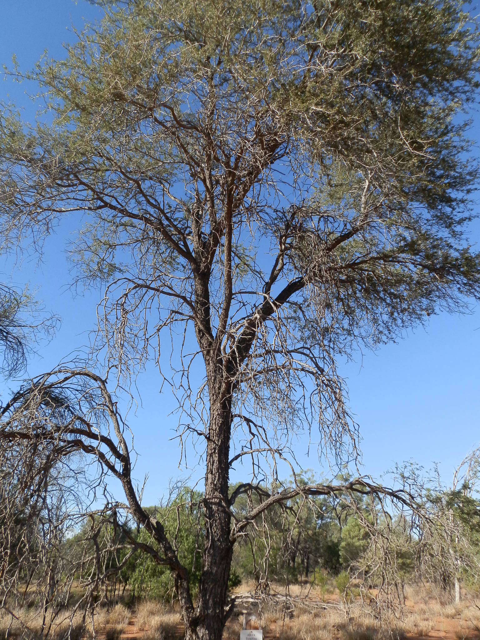 Plancia ëd Archidendropsis basaltica (F. Muell.) I. C. Nielsen