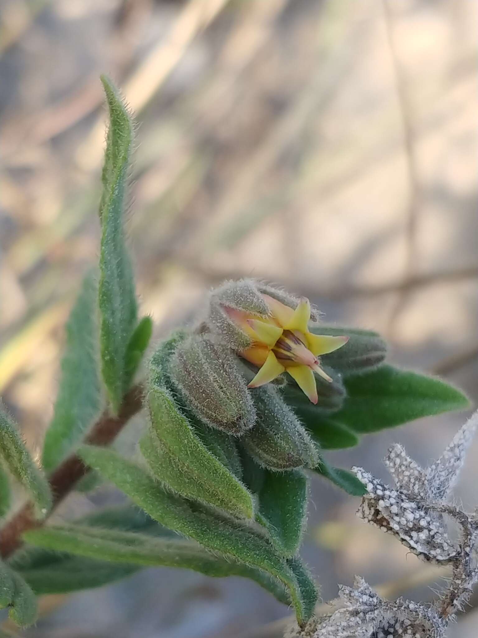 Plancia ëd Podonosma orientalis (L.) Feinbr.