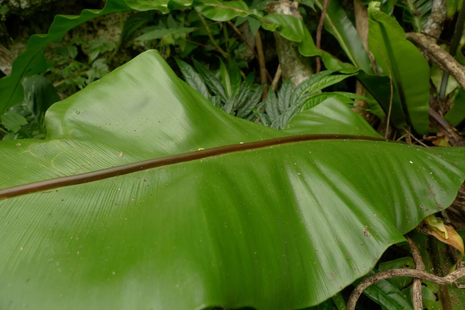 Слика од Asplenium nidus L.