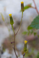 Image of Mojave ragwort