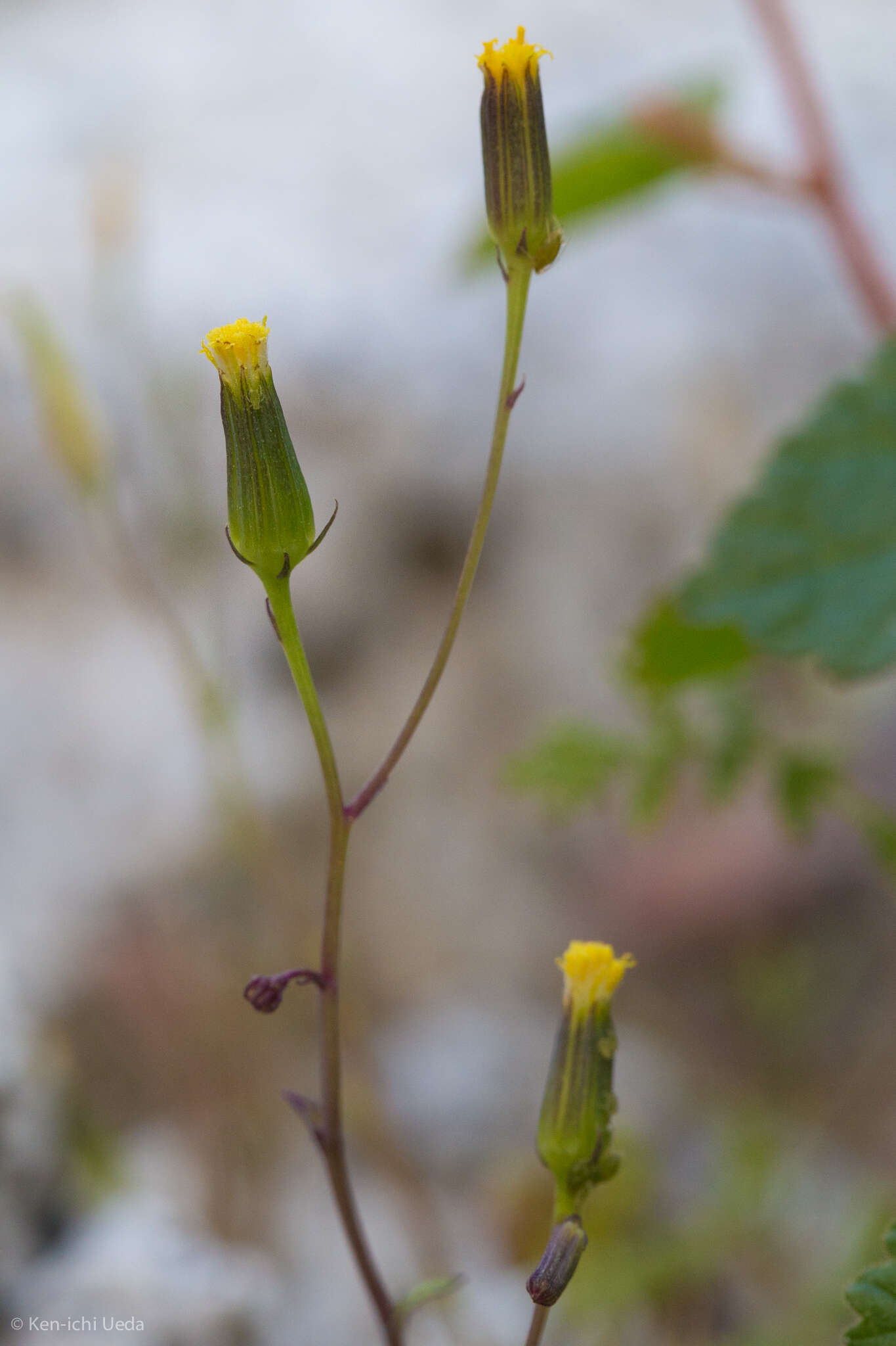 Image of Mojave ragwort