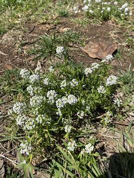 Imagem de Iberis sempervirens L.