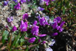 Image of arctic locoweed