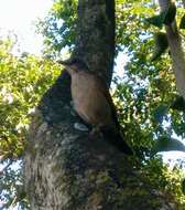 Image of Pale-breasted Thrush