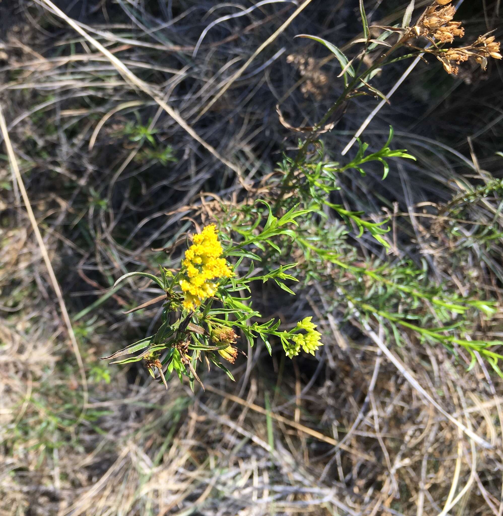 Imagem de Gymnosperma