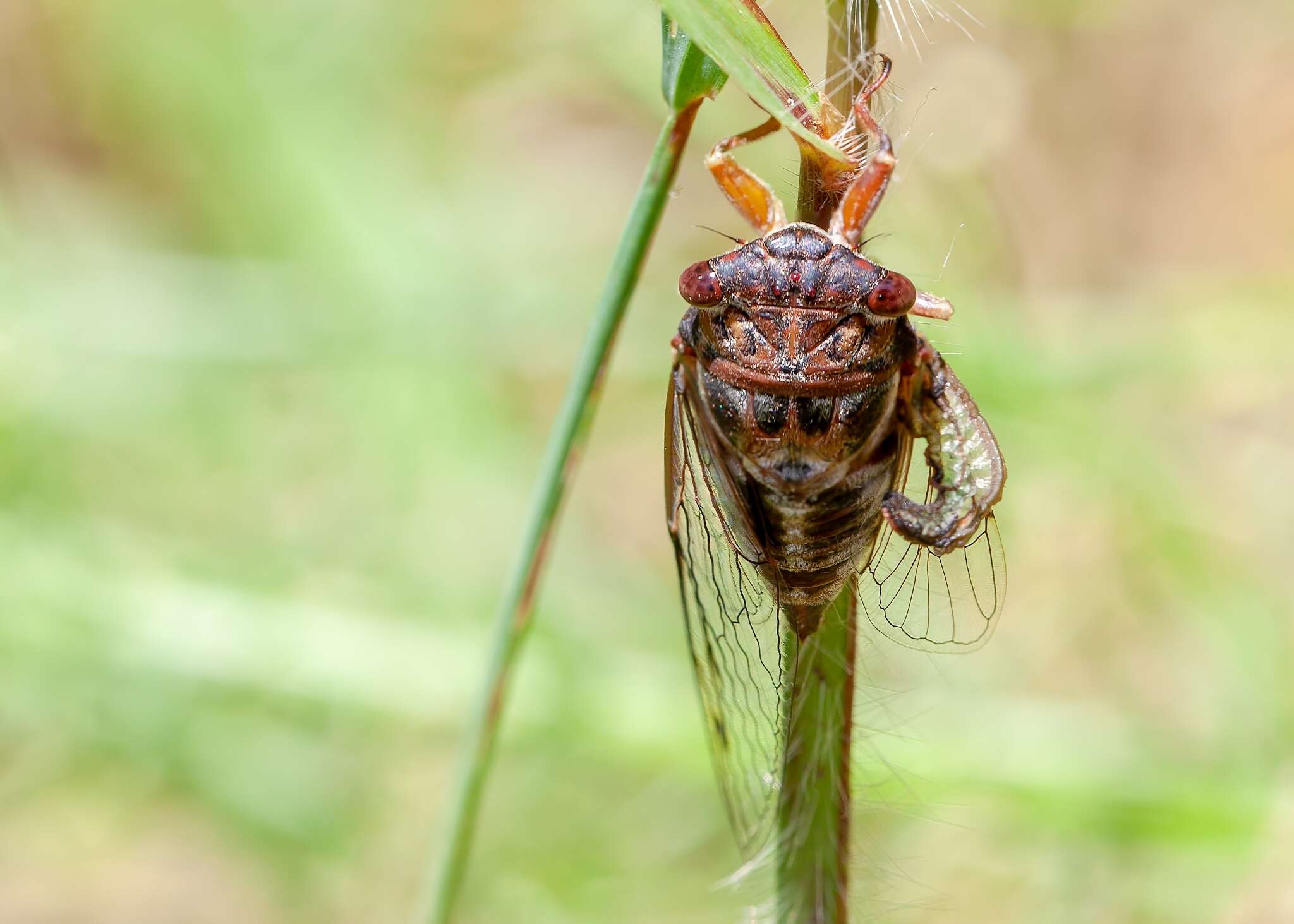 Image of Diceroprocta olympusa (Walker & F. 1850)