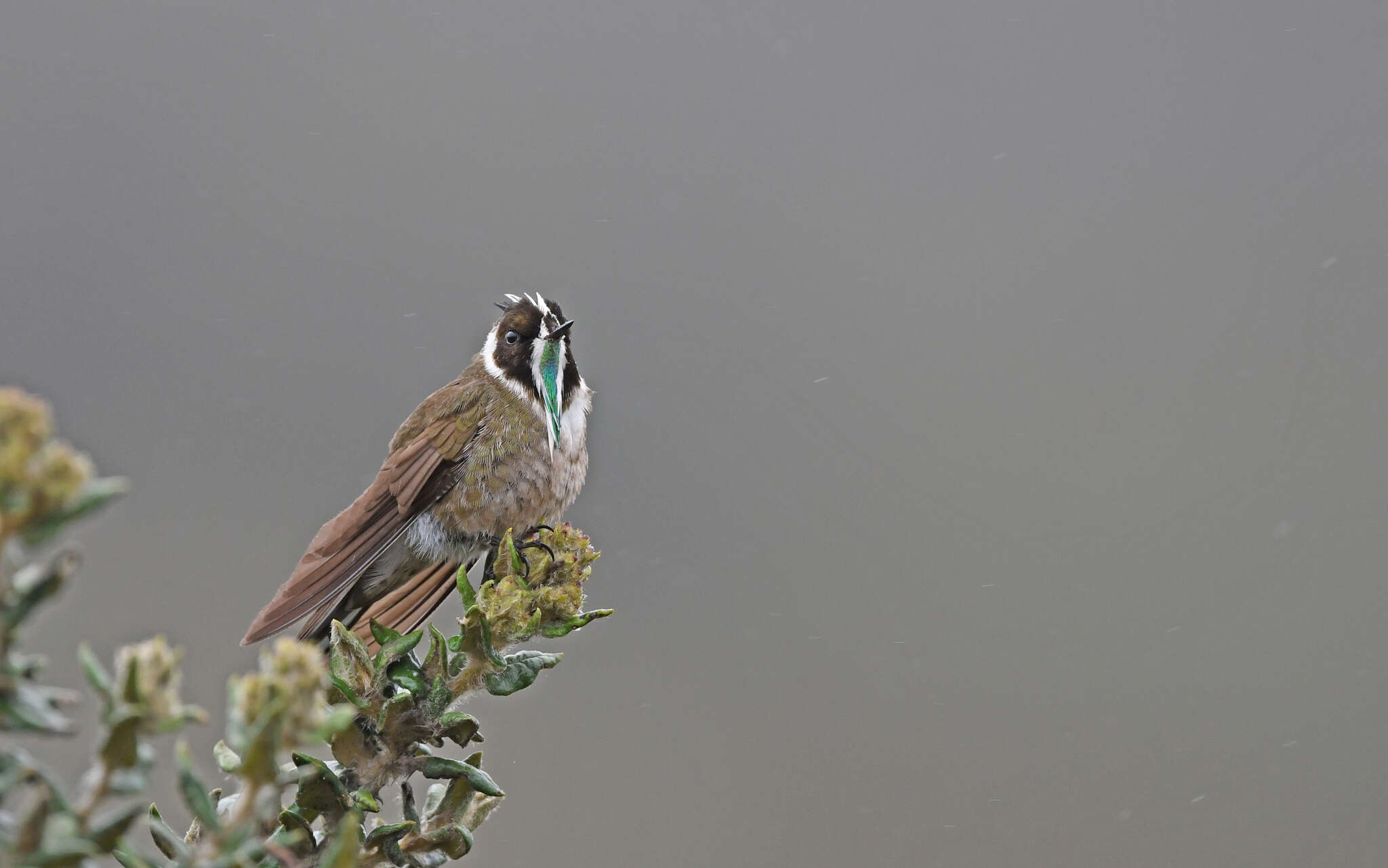 Image of Bearded Helmetcrest