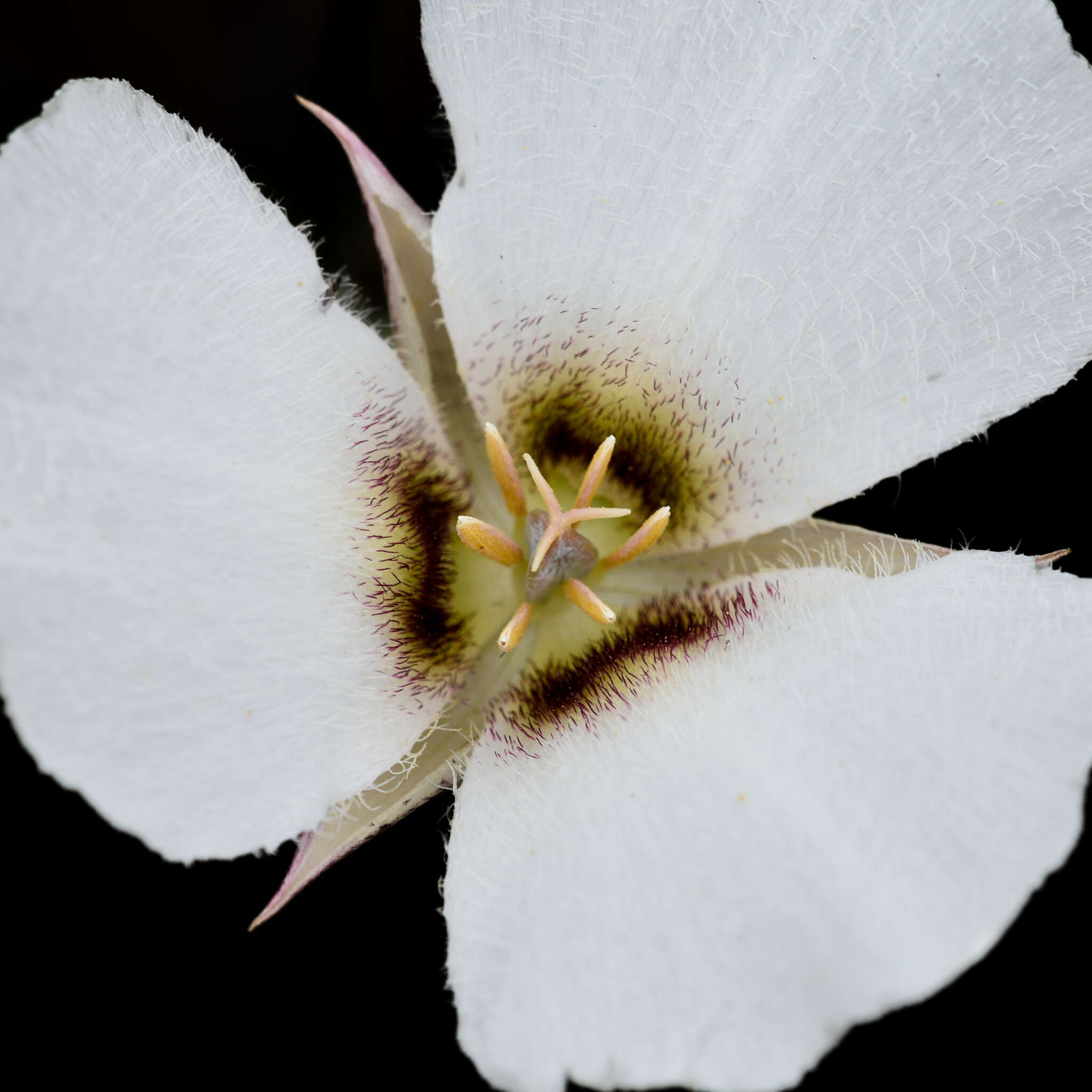 Image of Howell's mariposa lily