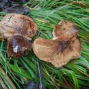 Image of Paxillus adelphus Chaumeton, Gryta, Jargeat & P.-A. Moreau 2016