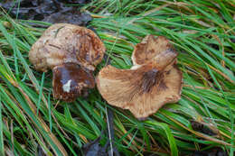 Image of Paxillus adelphus Chaumeton, Gryta, Jargeat & P.-A. Moreau 2016