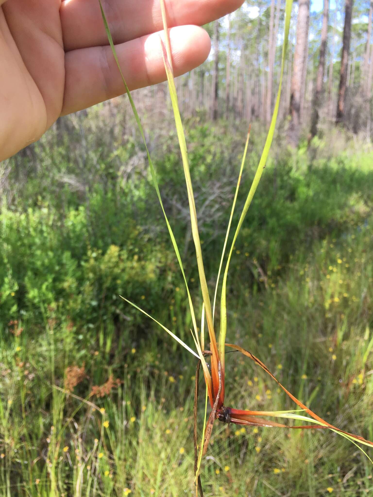 Image of Elliott's Yellow-Eyed-Grass