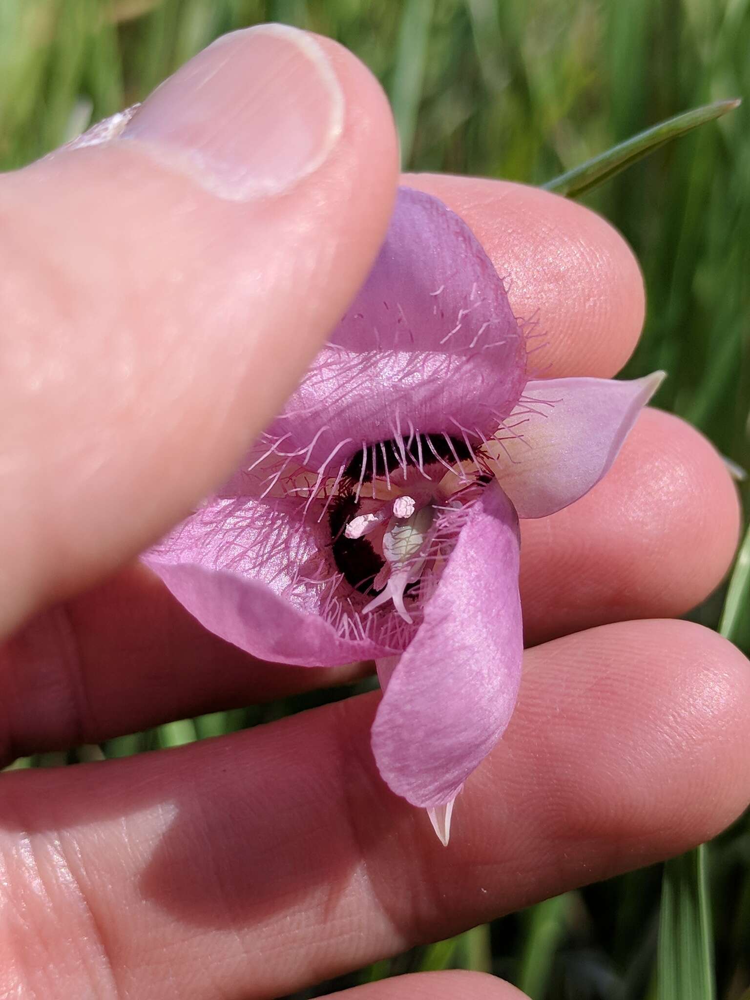 Image de Calochortus amoenus Greene