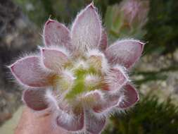 Image of Leucadendron nervosum Phillips & Hutchinson