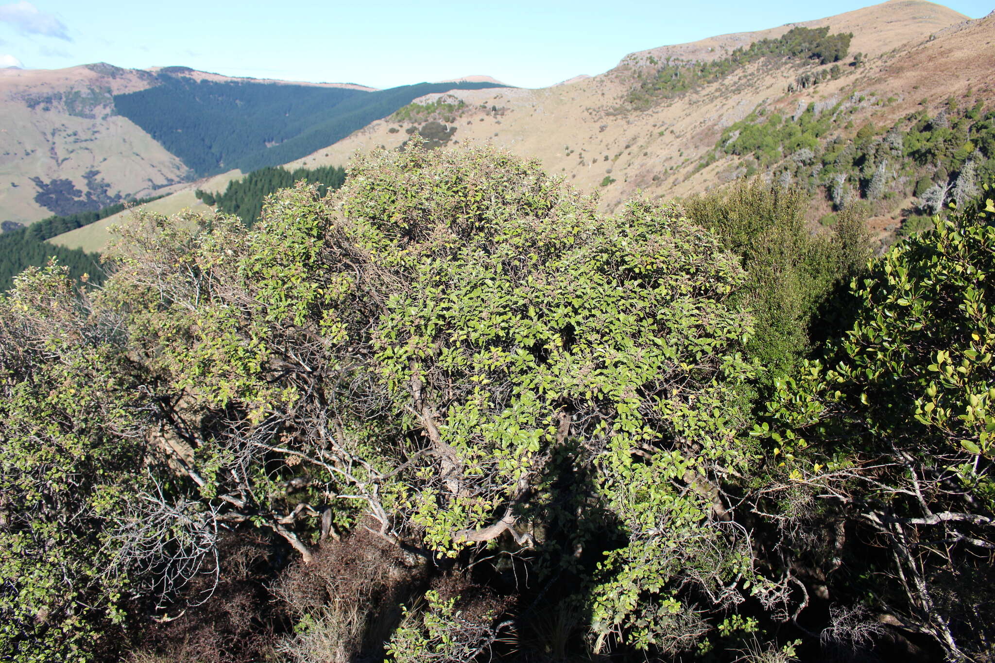 Слика од Olearia paniculata (J. R. & G. Forst.) Druce