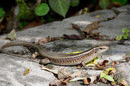 Image of Madagascar Girdled Lizard