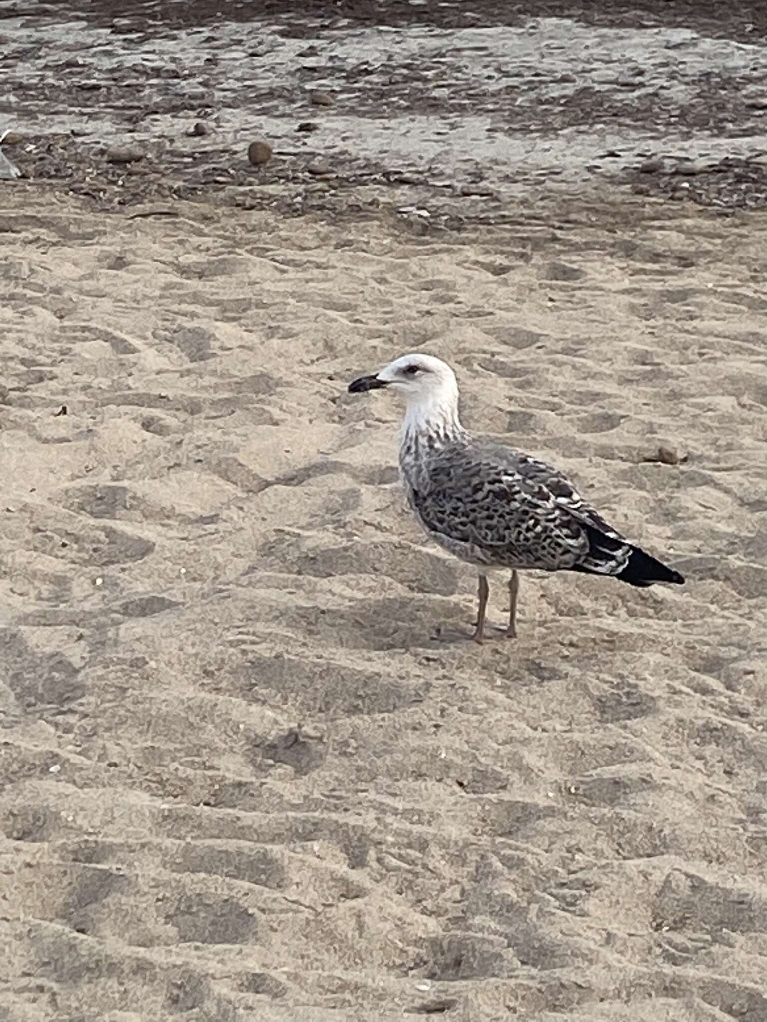 Слика од Larus michahellis michahellis Naumann & JF 1840