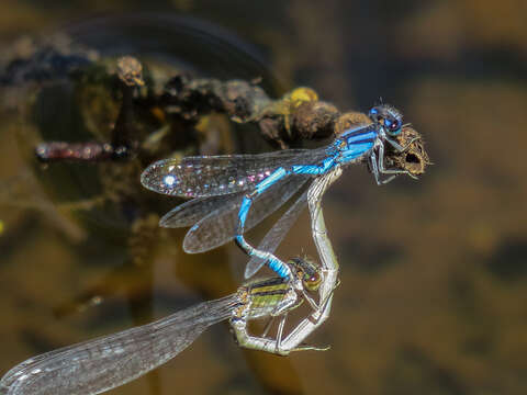 Image of Familiar Bluet