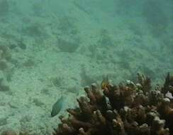 Image of Lineated Butterflyfish