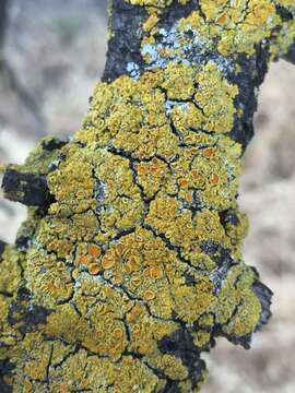 Image of orange wall lichen