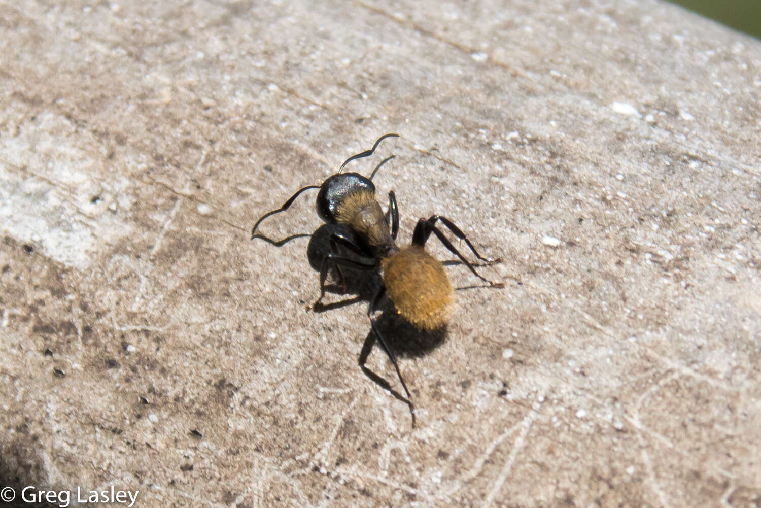 Image of Camponotus darwinii Forel 1886