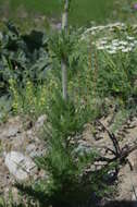 Sivun Handelia trichophylla (Schrenk ex Fisch. & C. A. Mey.) Heimerl kuva