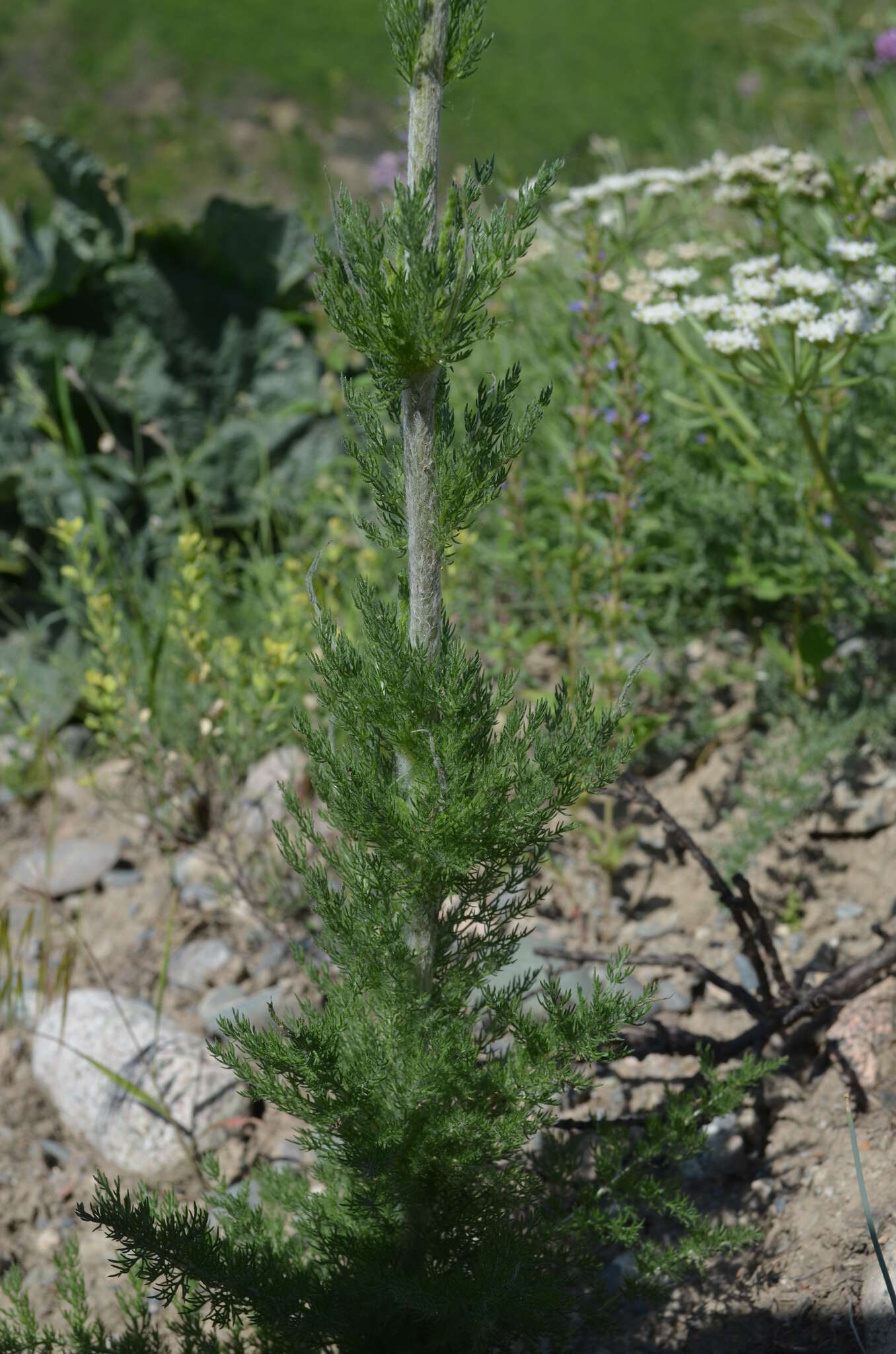 Sivun Handelia trichophylla (Schrenk ex Fisch. & C. A. Mey.) Heimerl kuva