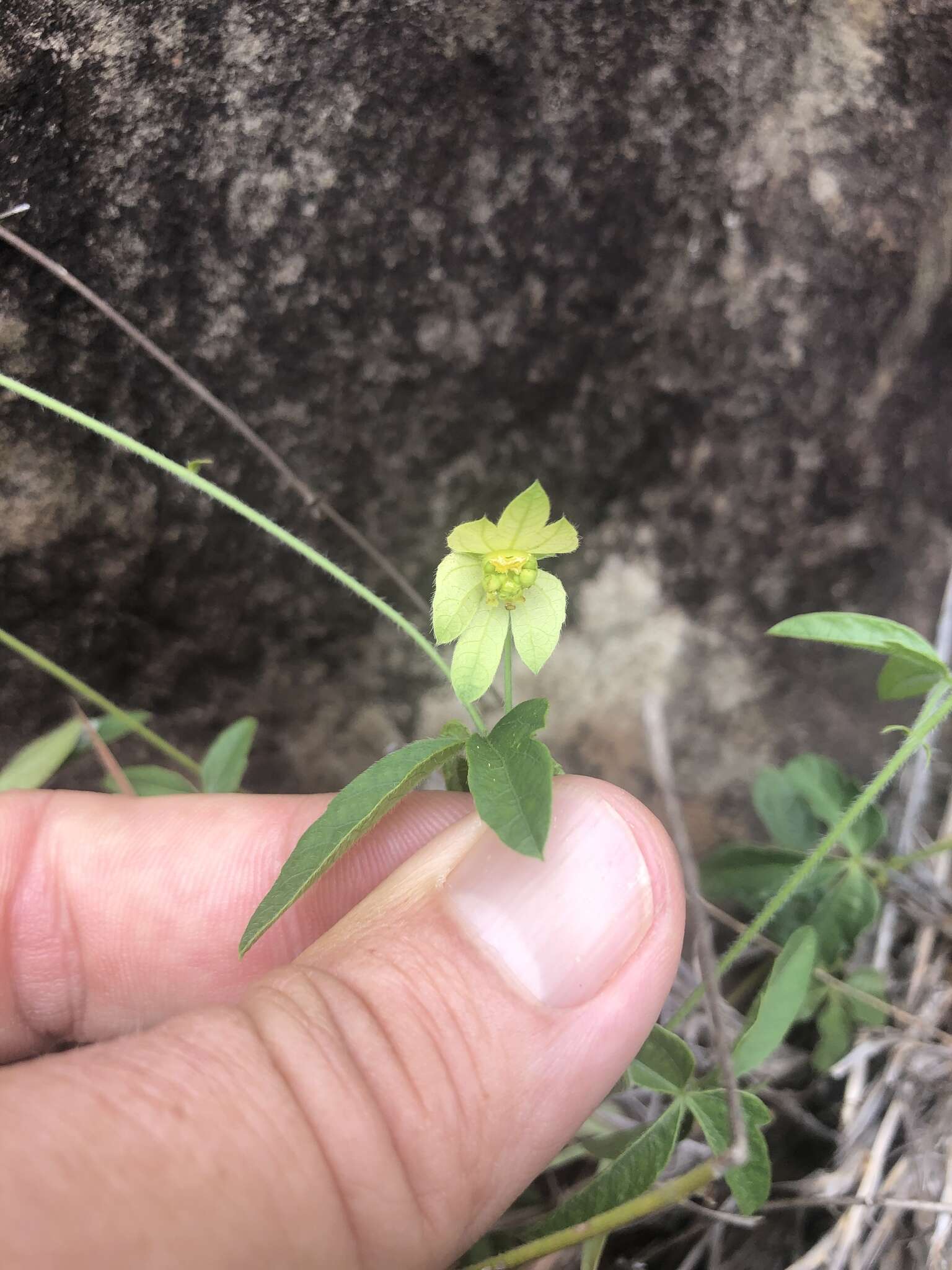 Image of Dalechampia galpinii Pax