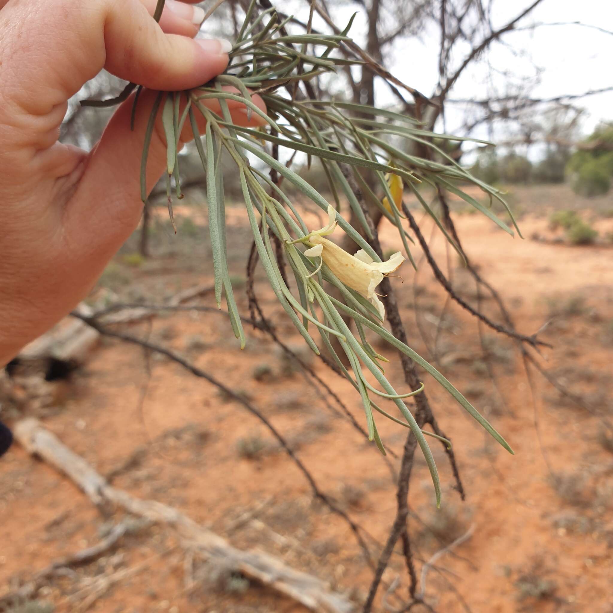 Eremophila oppositifolia R. Br. resmi