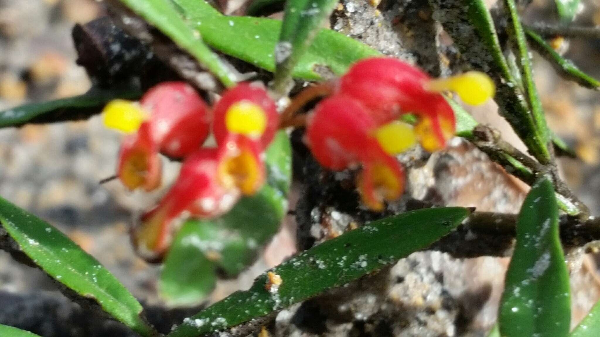 Image of Grevillea fasciculata R. Br.