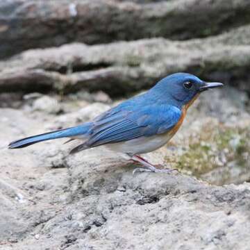 Image of Indochinese Blue Flycatcher