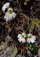 Image of Euphrasia laingii Petrie