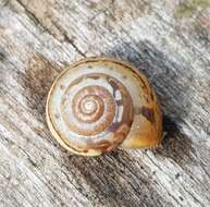 Image of Carthusian snail