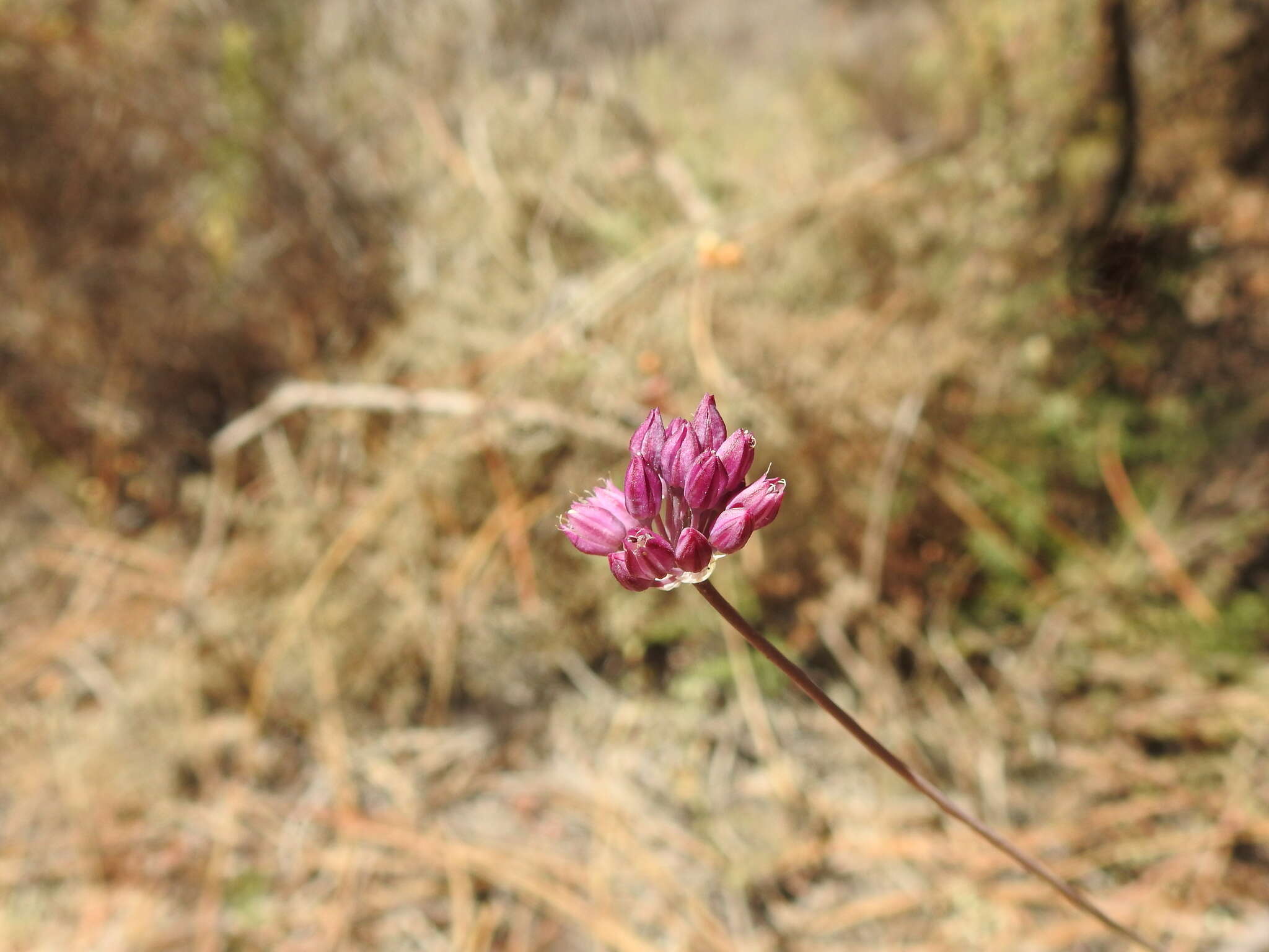 صورة Allium pruinatum Link ex Spreng.