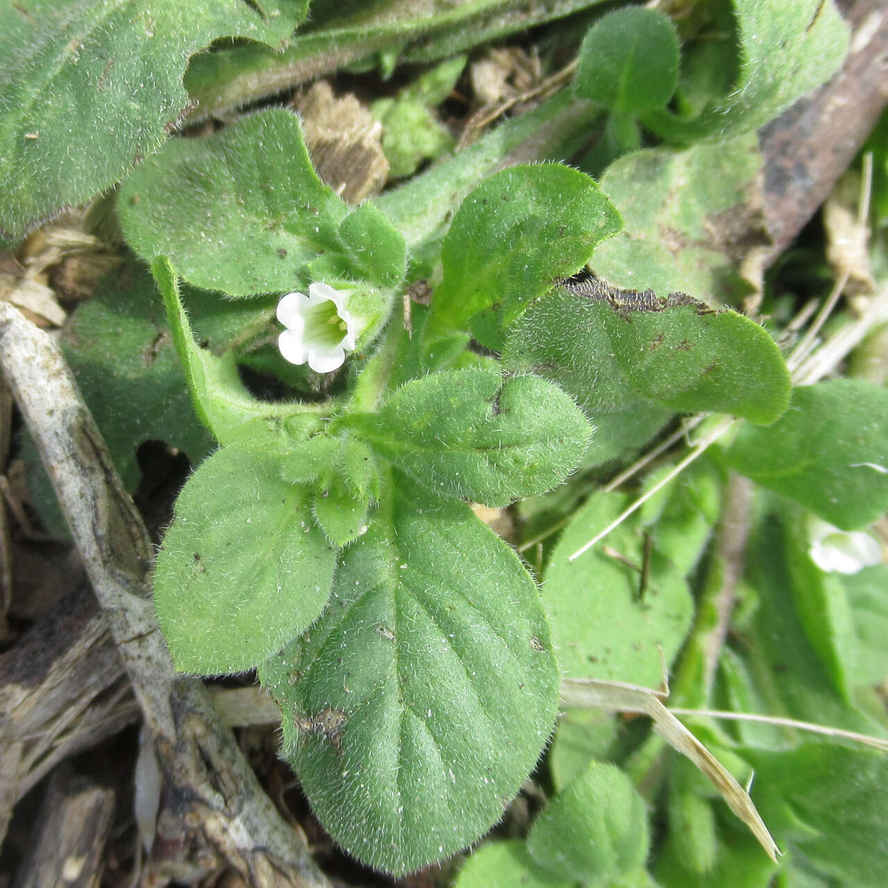 Image of Nama jamaicensis L.