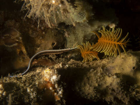 Image of Sawtooth pipefish