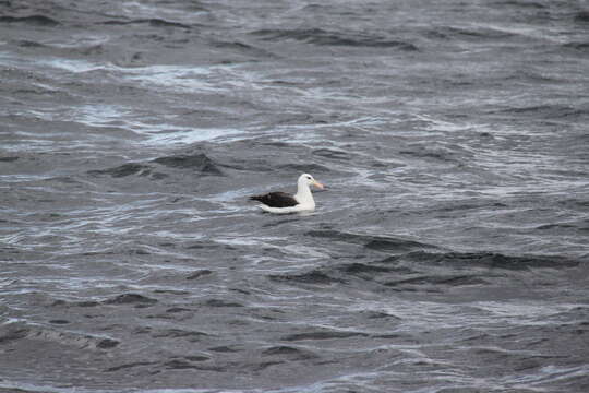 Image of black-browed albatross